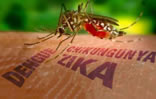 Zika