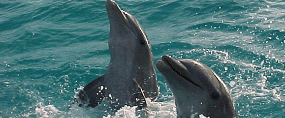 Delfines
