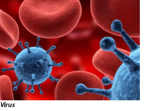 Virus